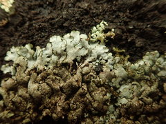 Xanthoparmelia murina