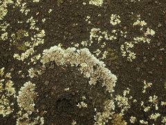 Xanthoparmelia murina