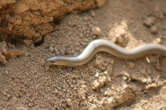 Chalcides chalcides