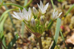 Allium crenulatum