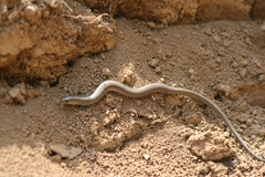 Chalcides chalcides