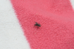 Pellenes tripunctatus