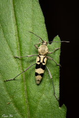 Chlorophorus signaticollis