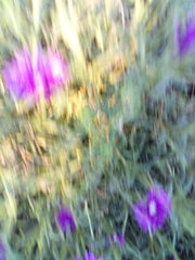 Lampranthus multiradiatus