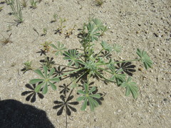 Lupinus shockleyi