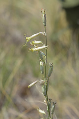 Silene chlorantha