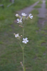Auriculatae