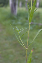 Auriculatae