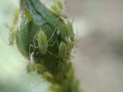 Macrosiphum rosae