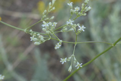 Silene wolgensis