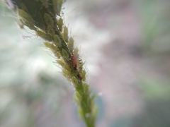 Macrosiphum rosae