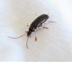 Dimorphochilus pascoei