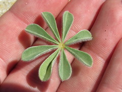Lupinus shockleyi