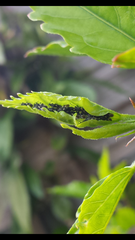 Oxycarenus luctuosus