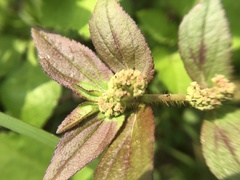 Euphorbia hirta