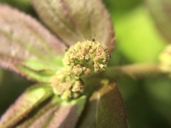 Euphorbia hirta