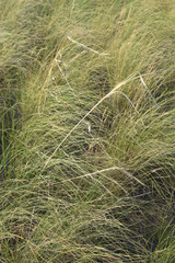 Stipa sareptana