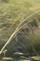 Stipa sareptana