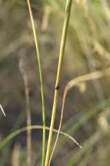 Stipa sareptana