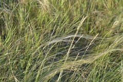 Stipa tirsa