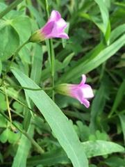 Oxalis debilis