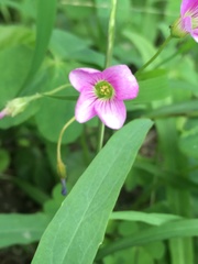 Oxalis debilis