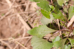 Ranunculus abortivus