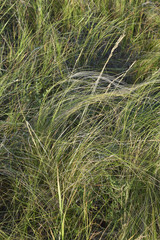 Stipa tirsa