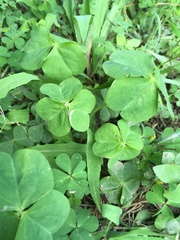 Oxalis debilis