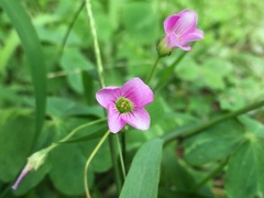 Oxalis debilis