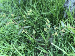 Euphorbia hypericifolia