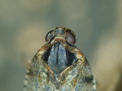 Cixius nervosus