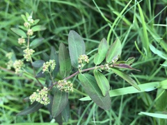 Euphorbia hypericifolia