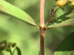 Euphorbia hypericifolia