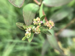 Euphorbia hypericifolia