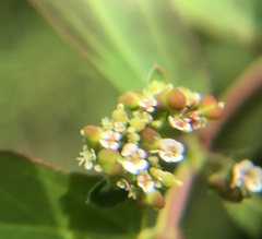 Euphorbia hypericifolia