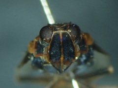 Cixius nervosus
