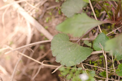 Ranunculus abortivus