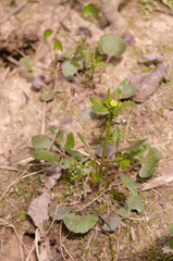Ranunculus abortivus