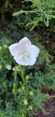 Campanula persicifolia