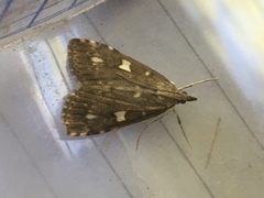 Udea olivalis