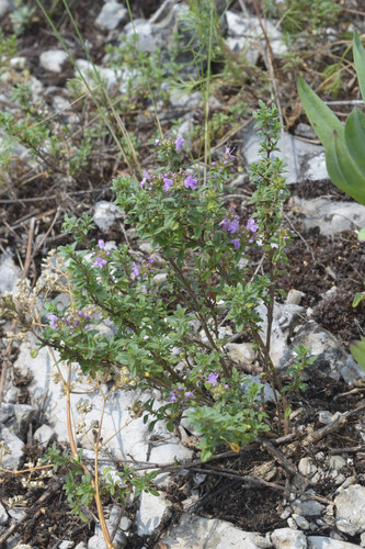 Thymus guberlinensis