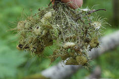 Usnea florida