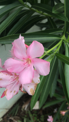 Nerium oleander
