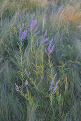 Veronica spuria