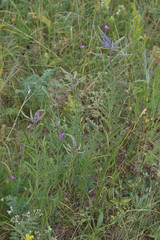 Veronica spuria