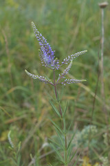 Veronica spuria