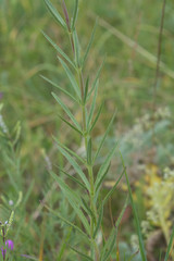 Veronica spuria
