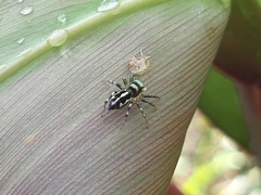Salticidae