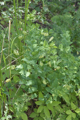 Vicia pisiformis
